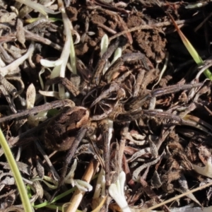 Tasmanicosa sp. (genus) at Dry Plain, NSW - 19 May 2023 01:17 PM