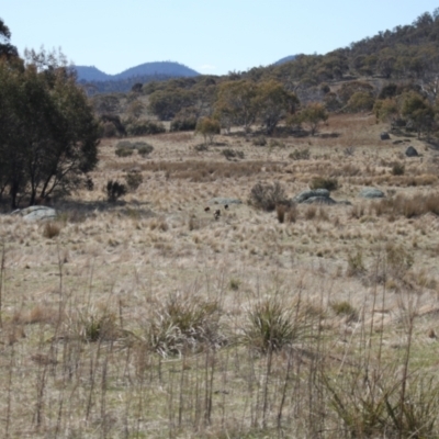Sus scrofa (Pig (feral)) at Namadgi National Park - 10 Sep 2023 by VanceLawrence