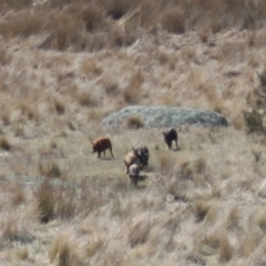 Sus scrofa at Rendezvous Creek, ACT - 10 Sep 2023