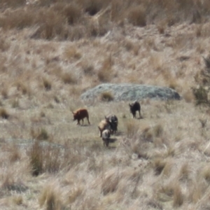 Sus scrofa at Rendezvous Creek, ACT - suppressed