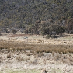 Sus scrofa at Rendezvous Creek, ACT - suppressed