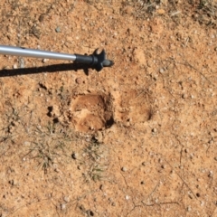 Sus scrofa at Rendezvous Creek, ACT - suppressed