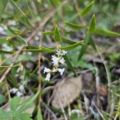 Leucopogon affinis (Lance Beard-heath) at Monga, NSW - 11 Sep 2023 by Csteele4