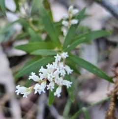 Leucopogon affinis at Monga, NSW - 11 Sep 2023