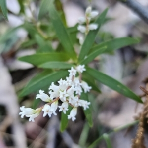 Leucopogon affinis at Monga, NSW - 11 Sep 2023