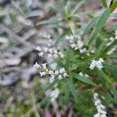 Leucopogon affinis at Monga, NSW - 11 Sep 2023