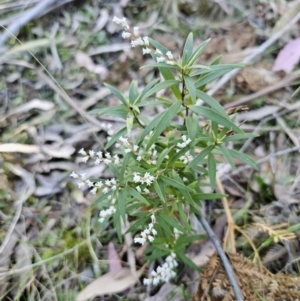 Leucopogon affinis at Monga, NSW - 11 Sep 2023