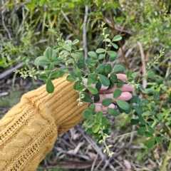 Goodia lotifolia at Monga, NSW - 11 Sep 2023