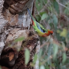 Platycercus eximius (Eastern Rosella) at Splitters Creek, NSW - 9 Sep 2023 by KylieWaldon