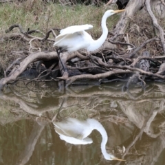 Ardea alba (Great Egret) at Undefined Area - 9 Sep 2023 by KylieWaldon