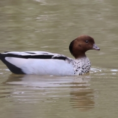 Chenonetta jubata (Australian Wood Duck) at Splitters Creek, NSW - 10 Sep 2023 by KylieWaldon