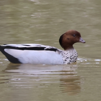 Chenonetta jubata (Australian Wood Duck) at Splitters Creek, NSW - 10 Sep 2023 by KylieWaldon