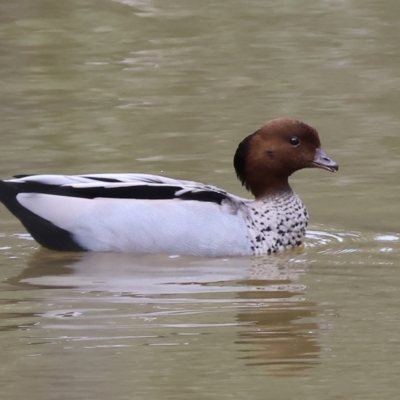 Chenonetta jubata (Australian Wood Duck) at Splitters Creek, NSW - 9 Sep 2023 by KylieWaldon