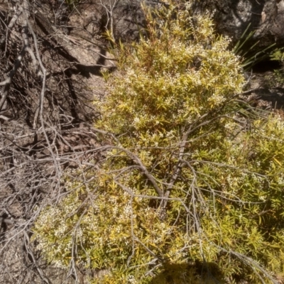 Leucopogon gelidus at Tuross, NSW - 9 Sep 2023 by mahargiani