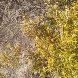 Leucopogon gelidus at Tuross, NSW - 10 Sep 2023 09:28 AM