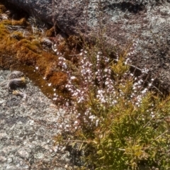 Styphelia attenuata (Small-leaved Beard Heath) at Tuross, NSW - 10 Sep 2023 by mahargiani