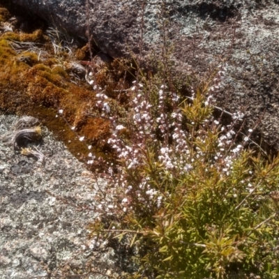 Styphelia attenuata (Small-leaved Beard Heath) at Tuross, NSW - 10 Sep 2023 by mahargiani