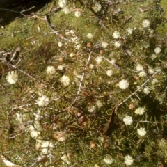 Acacia ulicifolia (Prickly Moses) at Tuross, NSW - 10 Sep 2023 by mahargiani