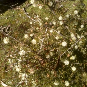 Acacia ulicifolia at Tuross, NSW - 10 Sep 2023