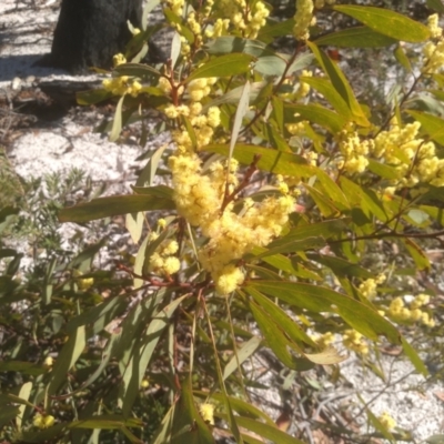 Acacia obtusata (Blunt-leaf Wattle) at Wadbilliga, NSW - 10 Sep 2023 by mahargiani