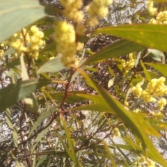 Acacia obtusata at Wadbilliga, NSW - 10 Sep 2023 10:08 AM