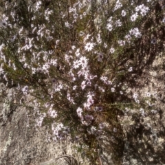 Olearia iodochroa (Violet Daisy-bush) at Tuross, NSW - 9 Sep 2023 by mahargiani