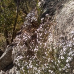 Olearia iodochroa at Tuross, NSW - 10 Sep 2023 09:29 AM