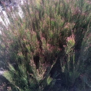 Allocasuarina nana at Tuross, NSW - 10 Sep 2023