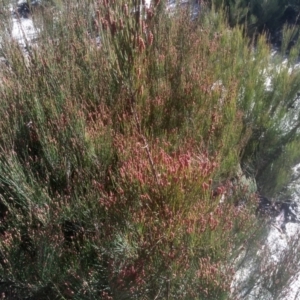 Allocasuarina nana at Tuross, NSW - 10 Sep 2023