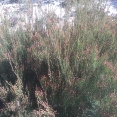 Allocasuarina nana at Tuross, NSW - 10 Sep 2023