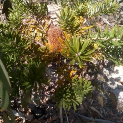 Banksia marginata (Silver Banksia) at Wadbilliga National Park - 10 Sep 2023 by mahargiani