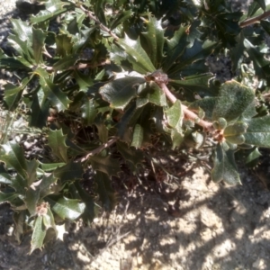 Banksia canei at Wadbilliga, NSW - 10 Sep 2023