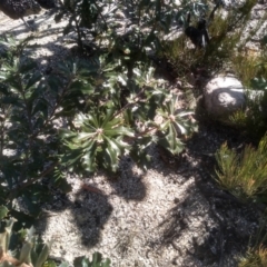 Banksia canei at Wadbilliga, NSW - 10 Sep 2023