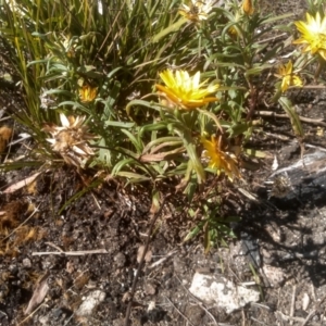 Xerochrysum bracteatum at Wadbilliga, NSW - 10 Sep 2023 10:22 AM