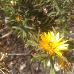 Xerochrysum bracteatum at Wadbilliga, NSW - 10 Sep 2023 10:22 AM