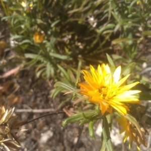 Xerochrysum bracteatum at Wadbilliga, NSW - 10 Sep 2023