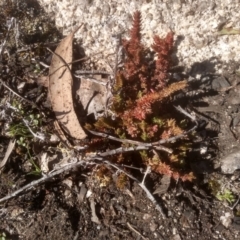 Crassula sieberiana (Austral Stonecrop) at Wadbilliga, NSW - 10 Sep 2023 by mahargiani