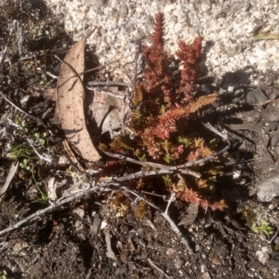 Crassula sieberiana (Austral Stonecrop) at Wadbilliga National Park - 10 Sep 2023 by mahargiani
