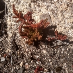 Crassula sieberiana at Wadbilliga, NSW - 10 Sep 2023