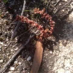 Crassula sieberiana at Wadbilliga, NSW - 10 Sep 2023 10:25 AM