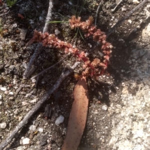 Crassula sieberiana at Wadbilliga, NSW - 10 Sep 2023 10:25 AM