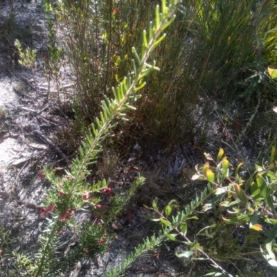 Grevillea lanigera (Woolly Grevillea) at Tuross, NSW - 10 Sep 2023 by mahargiani