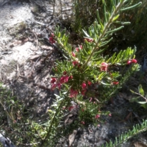 Grevillea lanigera at Tuross, NSW - 10 Sep 2023