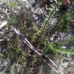 Grevillea lanigera at Tuross, NSW - 10 Sep 2023 01:30 PM