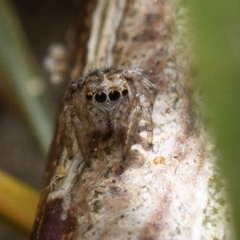 Unidentified Jumping or peacock spider (Salticidae) at Broulee, NSW - 9 Sep 2023 by amiessmacro