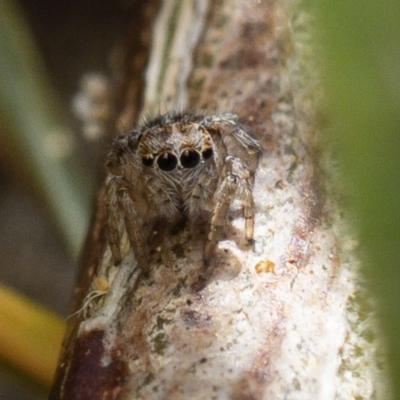 Unidentified Jumping or peacock spider (Salticidae) at Broulee, NSW - 9 Sep 2023 by amiessmacro