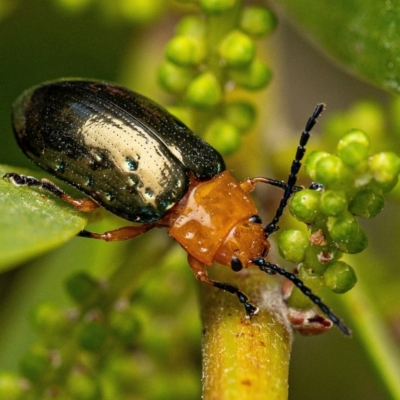 Lamprolina (genus) (Pittosporum leaf beetle) at Broulee, NSW - 9 Sep 2023 by amiessmacro