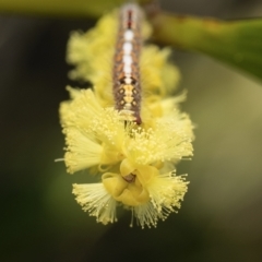 Unidentified Butterfly (Lepidoptera, Rhopalocera) at Mossy Point, NSW - 8 Sep 2023 by amiessmacro