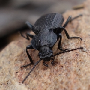 Adelium angulicolle at Gundaroo, NSW - 30 Jun 2023