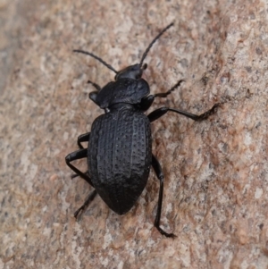 Adelium angulicolle at Gundaroo, NSW - 30 Jun 2023